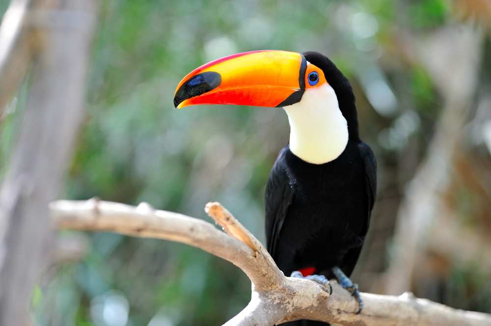 Brasilien-Reisetipps-Tucan-neu