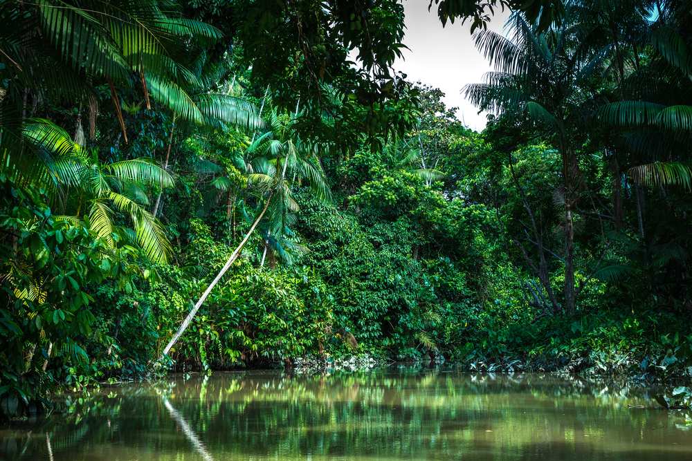 Reisetipps-Brasilien-Amazonas-Urwald-neu