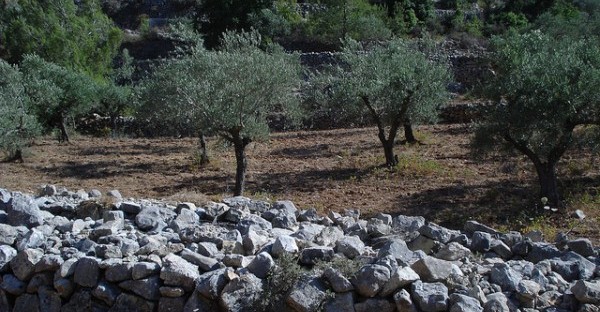 Die Kulturlandschaft mit Wein- und Olivenhängen der Terrassen von Battir, südlich von Jerusalem, Palästina © advocacy_project/flickr.com