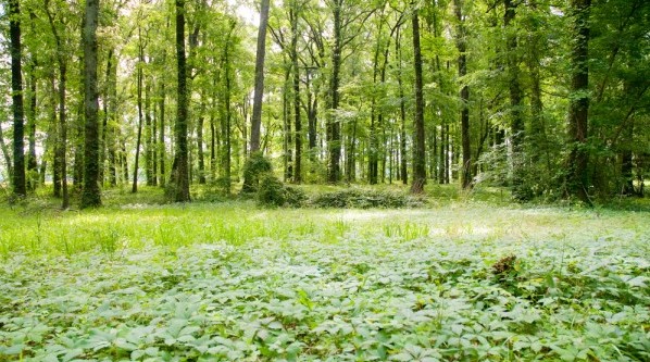 Die Erdwerke von Poverty Point