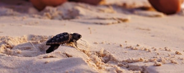 Queensland-Schildkröten-Babys