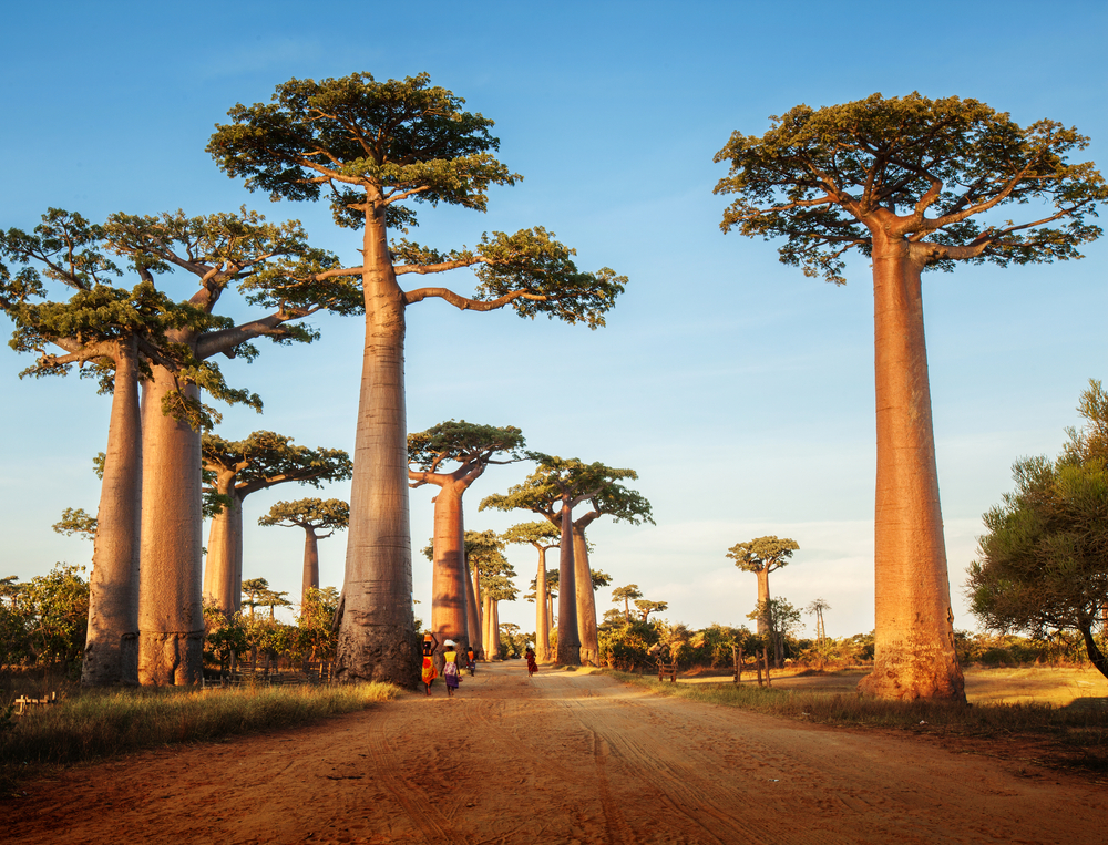 afrika, baobab, affenbrotbaum, madagaskar
