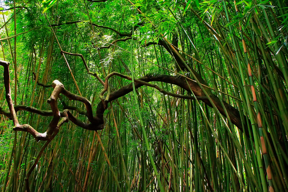 Der Pipiwai-Trail führt durch geheimnisvolle Bambuswälder
