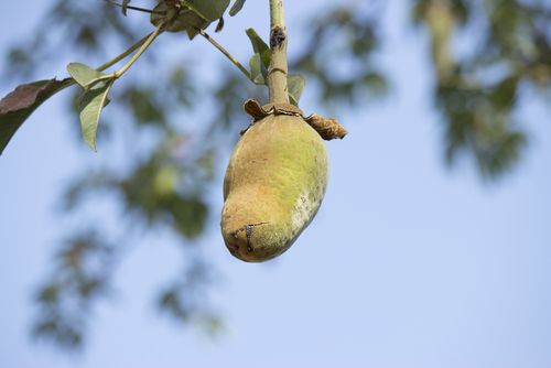 wellness-afrika-baobab-frucht