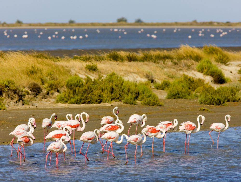 flamingos, camargue, Étang de Vaccarès