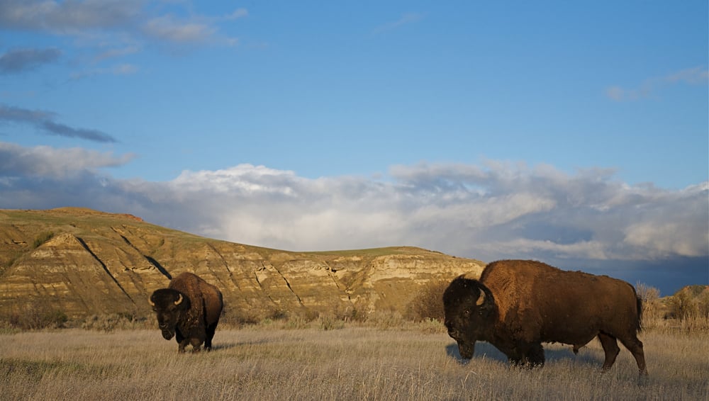 USA-North-Dakota-Theodore-Roosevelt-National-Park-Bisons