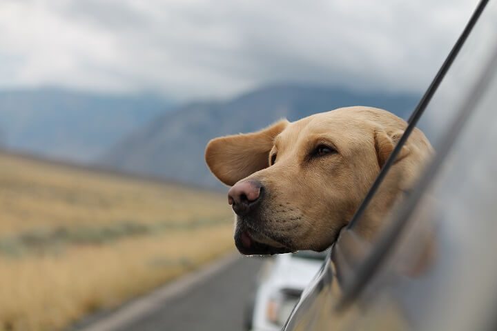 Reisen mit Hund - Opodo reiseblog