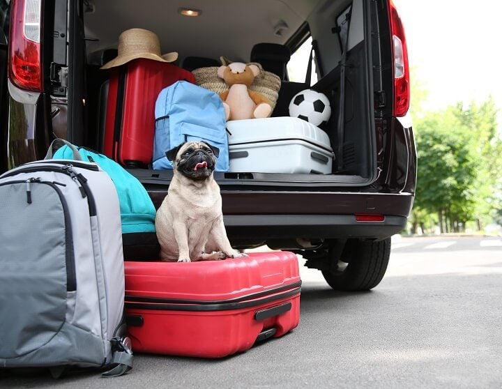 Reisen mit Hund - Opodo reiseblog