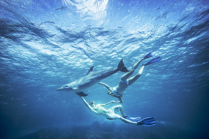 curacao reisetipps urlaub tauchen delfin