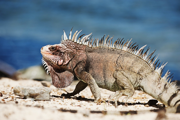 curacao reisetipps leguan