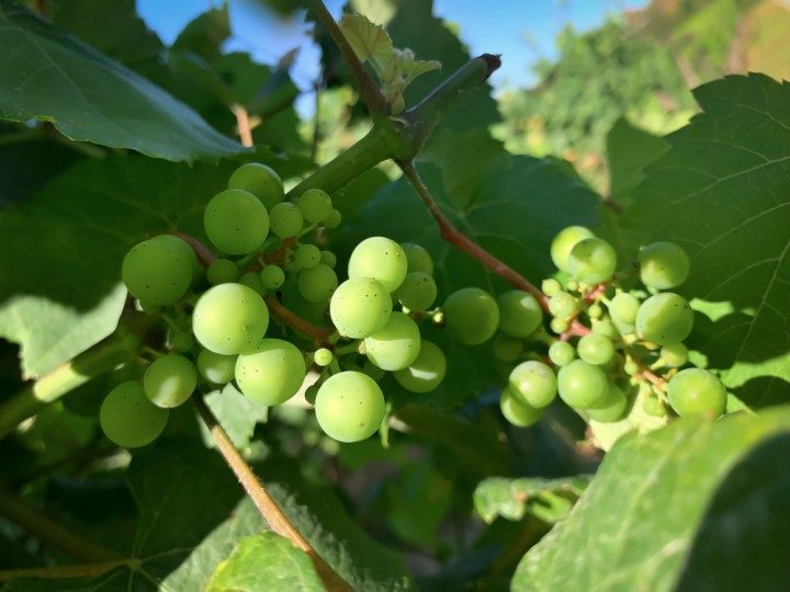 weinreben, weintrauben, vinho verde, portugal, vinho verde route