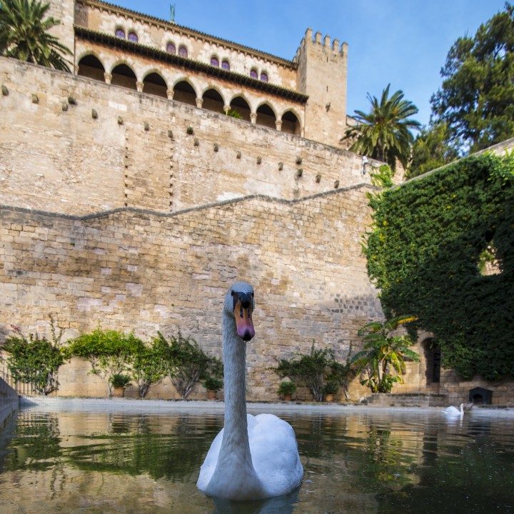palma, Königspalast La Almudaina, schwan