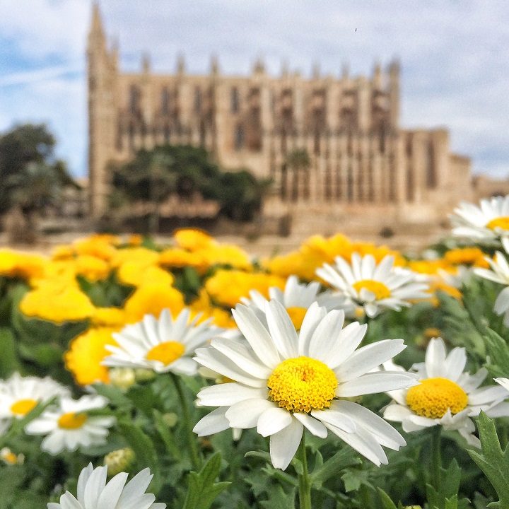 palma im frühling, blumen, gelb, kathedrale mallorca