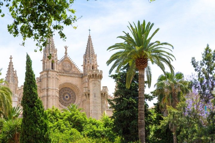 palma de mallorca, kathedrale le seu, palmen
