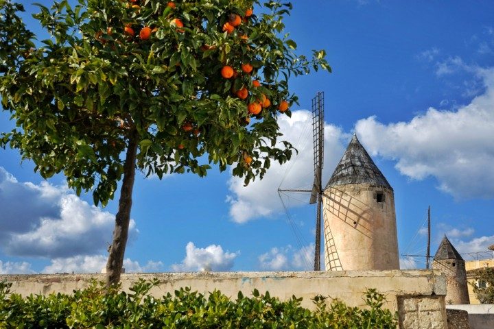 palma, windmühle, orangenbaum