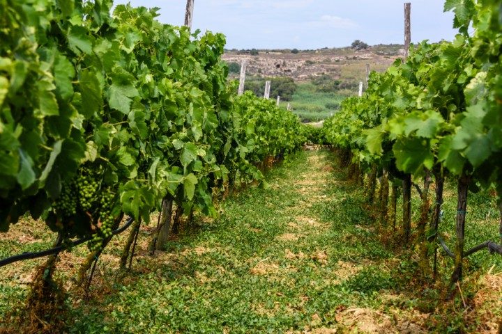 weingut malta, weinanbau, weinberg malta
