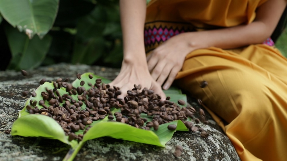 Agrotourismus in Panama, Kaffeebohnen