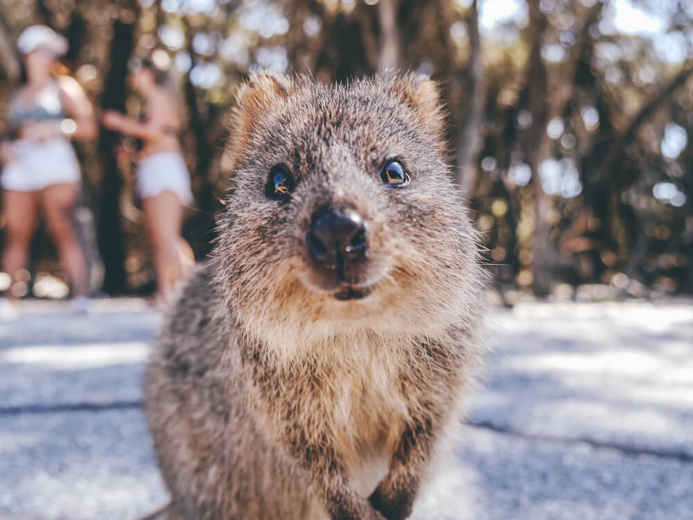 Quokka