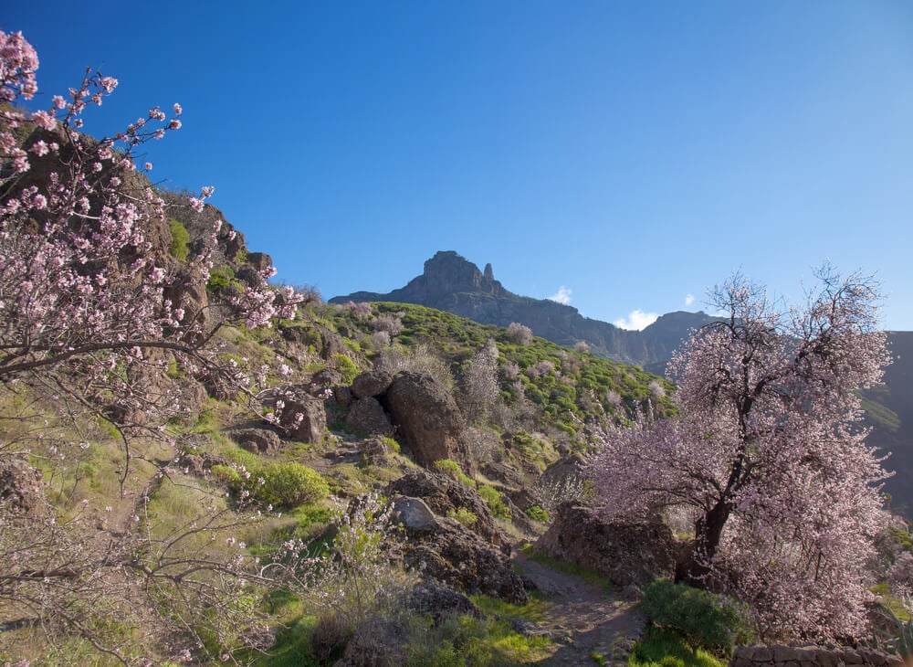 Mandelblüte Gran Canaria,