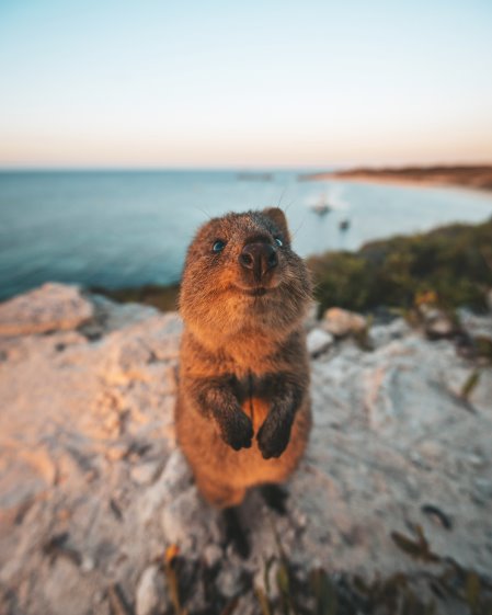 Quokka, Australien Reise