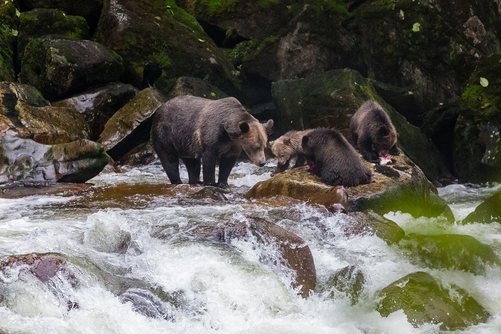 Bären am Fluss, British Columbia, Kanada