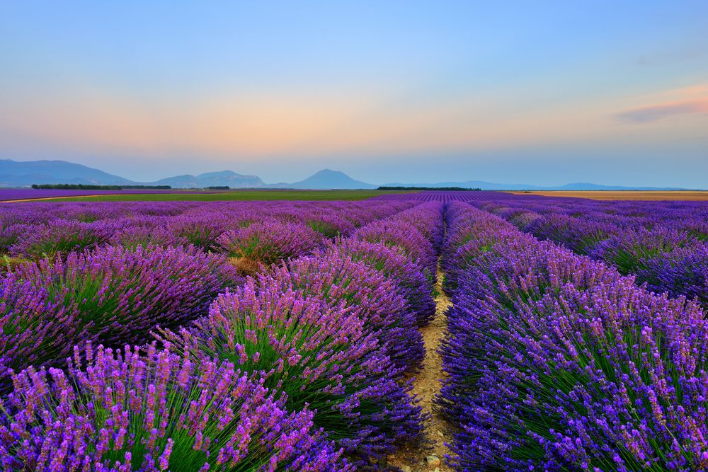 lavendel, lila, provence, himmel, feld, lavendelfeld, frankreich