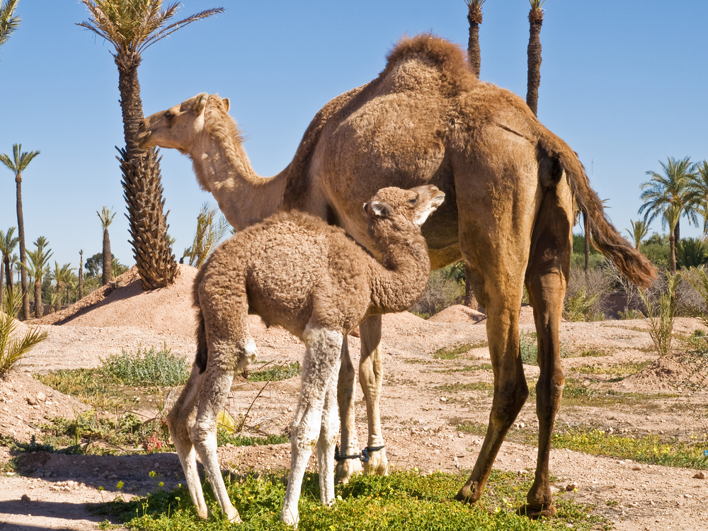 Bahrain - Opodo Reiseblog (2)