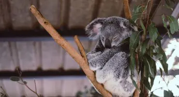 "Blue Monday": Der wohl traurigste Tag des Jahres