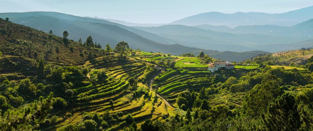 weinberge, vinho verde route, portugal