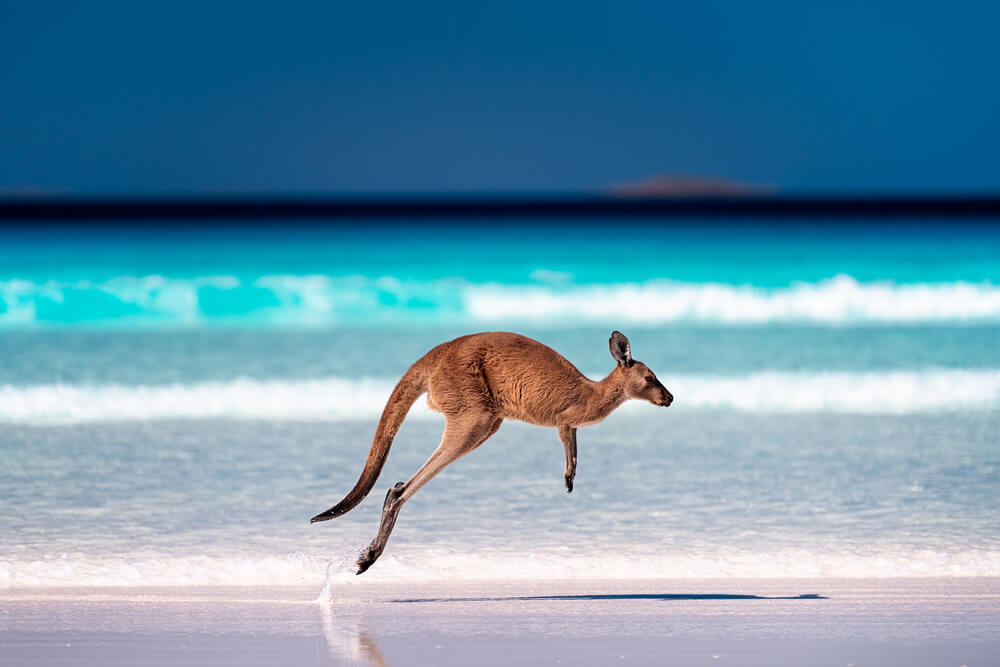 Lucky Bay, Känguru am Strand