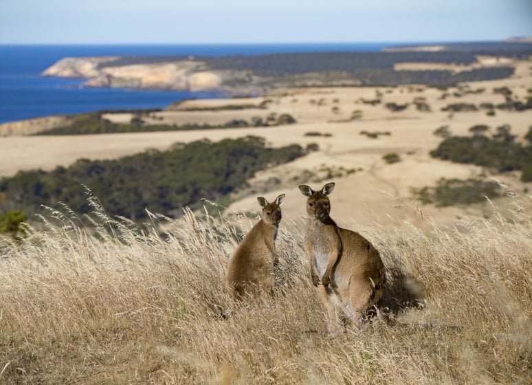 Kangaroo Island, Känguru, Australien Reise