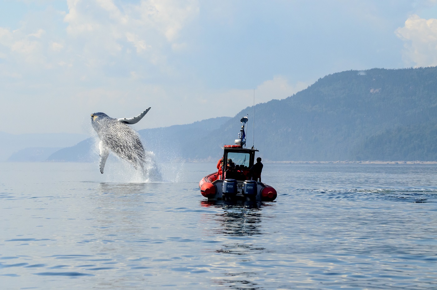Whale Watching, Kanada Urlaub