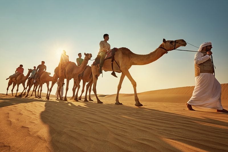 Kamele, Karawane, Wüste, Abu Dhabi