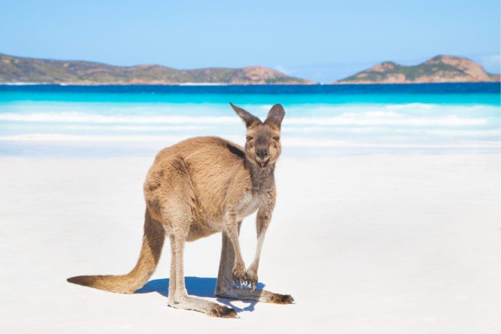 Lucky Bay, Esperance, Western Australia