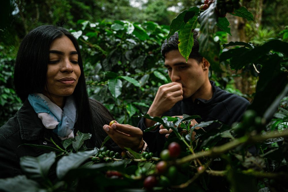 Kaffeeplantage, Panama
