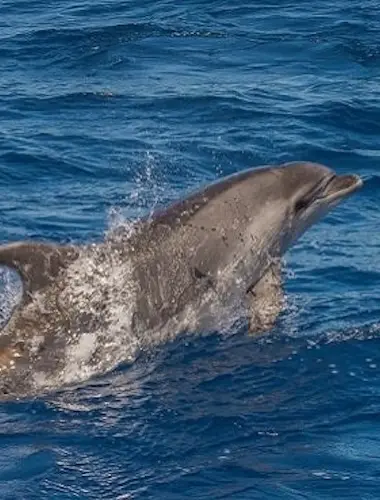 Observación de cetáceos