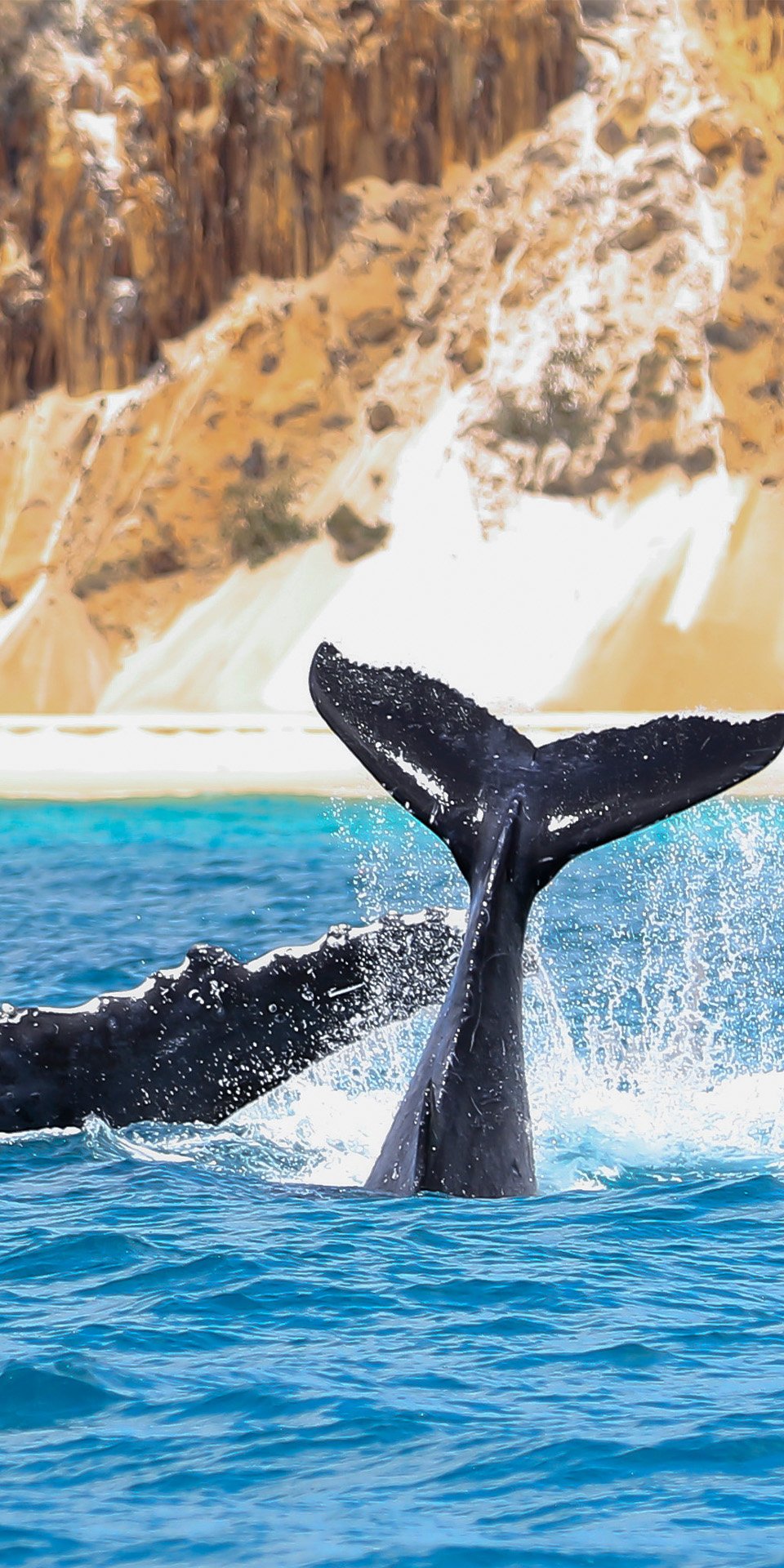 Fahren Sie nach Hervey Bay zur Walbeobachtung (Juli bis November)