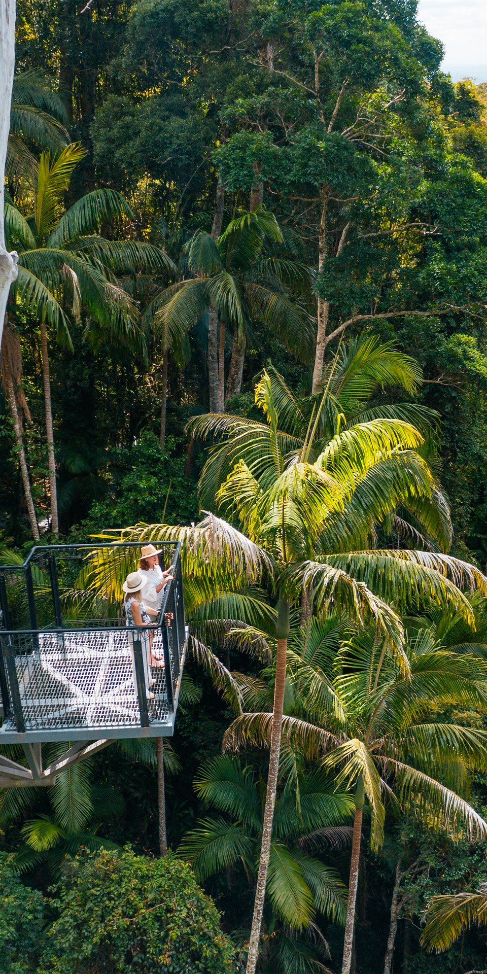 Regenwaldwanderungen im Springbrook- oder Lamington-Nationalpark